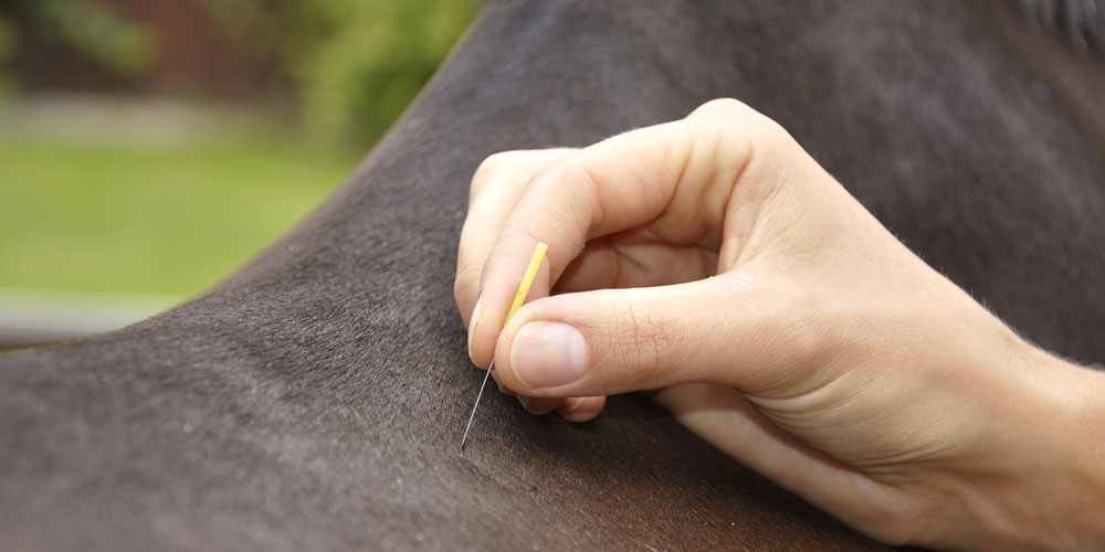 Horse Acupuncture Horse Acupuncture
